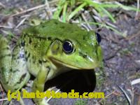 /home//u458753944/public_html/sourcegallery//Frogs/More bullfrogs/P8170148.JPG